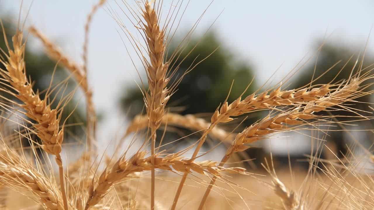 2024 Çiftçi Destekleri: Arpa, Aspir, Zeytin ve Daha Fazlası İçin Yeni Ödeme Tutarları