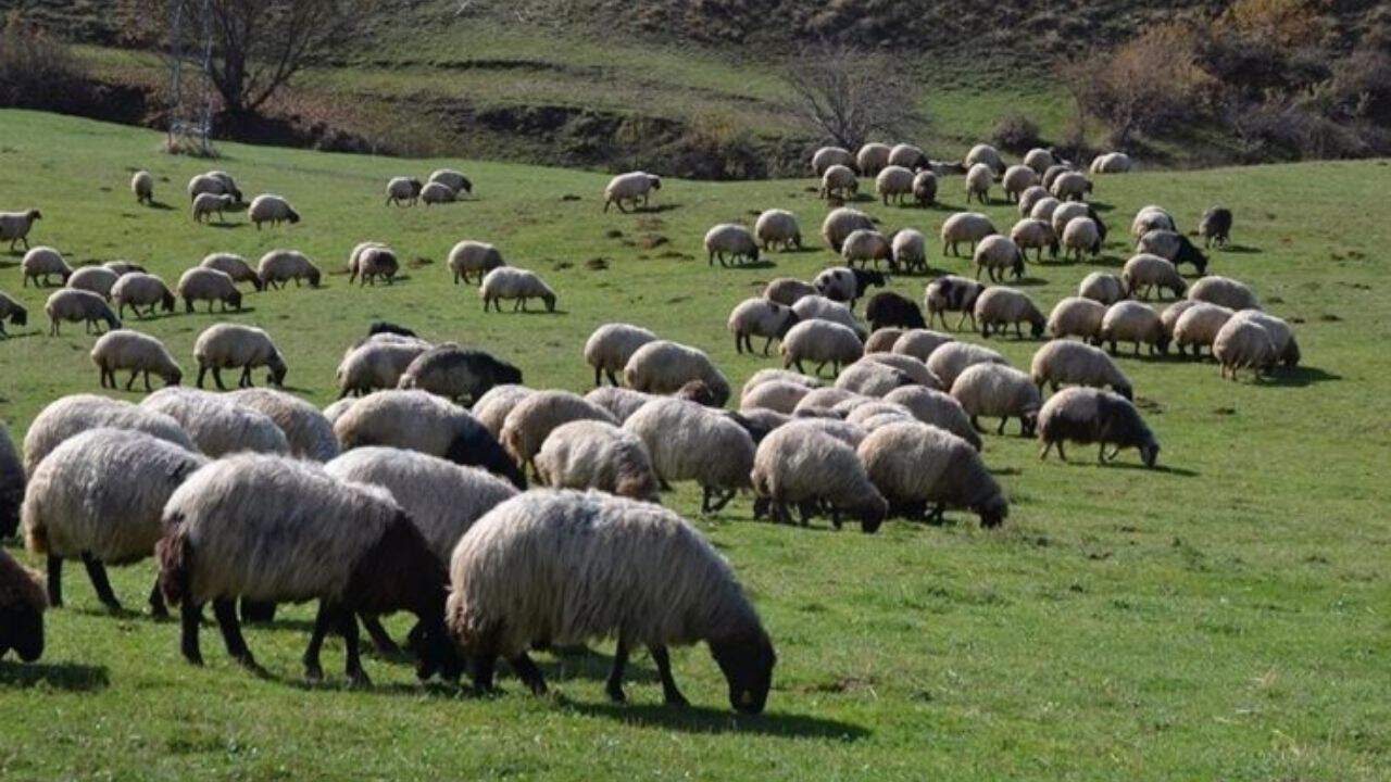 Ardahan’da Hayvancılığa 15 Milyon Liralık Destek: Mera Altyapısının Geliştirilmesi Projesi Başladı