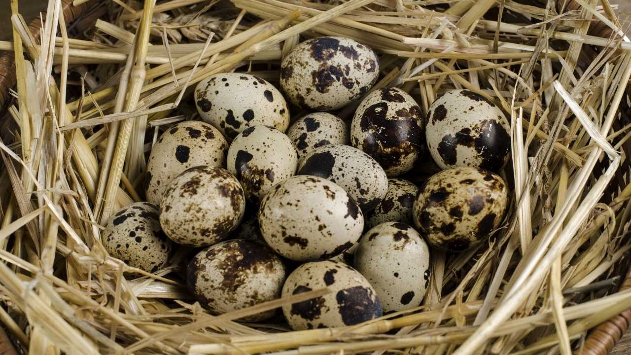 Bıldırcın Yumurtası Faydaları Nelerdir?