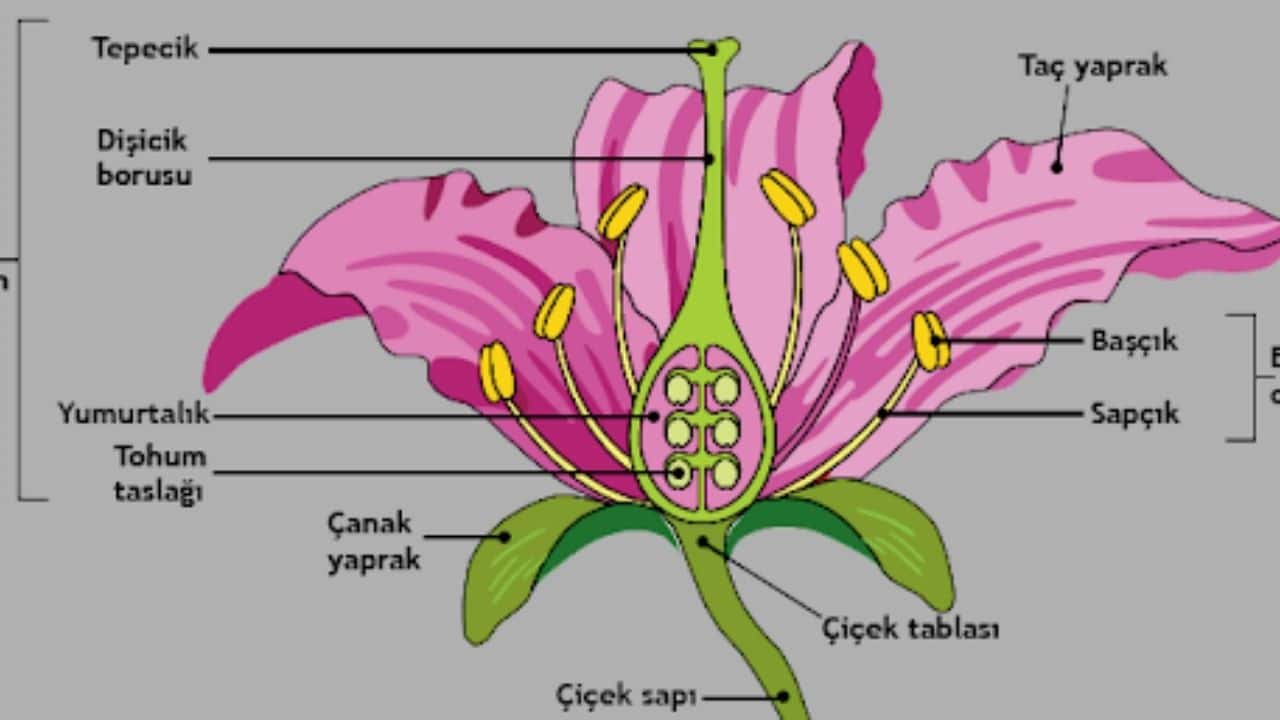 Bitkilerde Üreme Organları