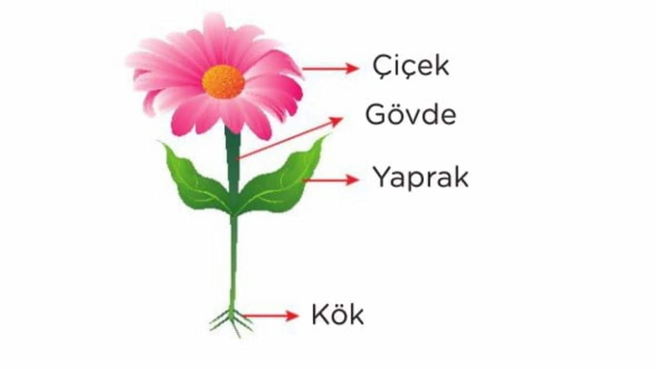 Gövdenin Yapısı ve Görevleri
