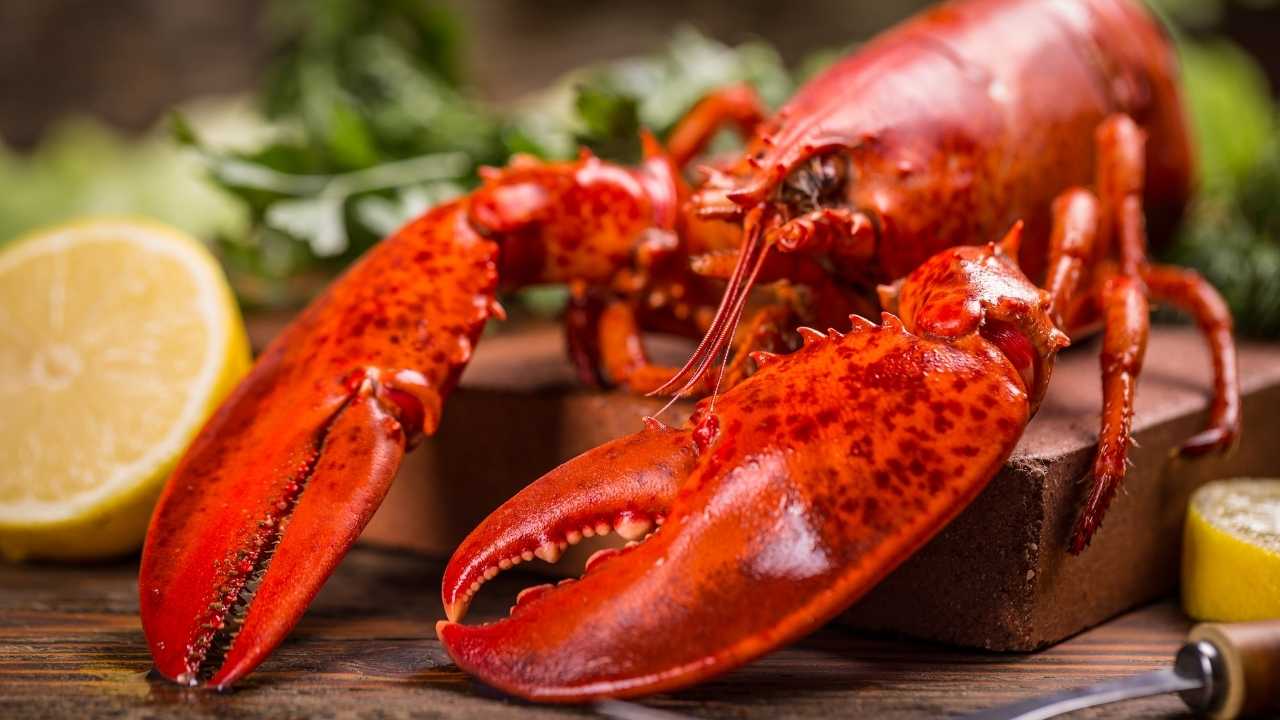 Istakozlar Ve Özellikleri Nelerdir?