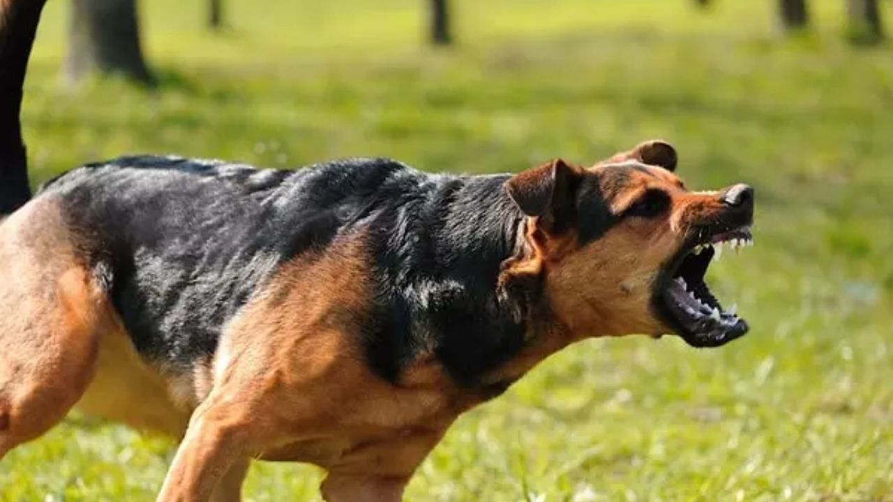Köpek Korkusu Nedir?
