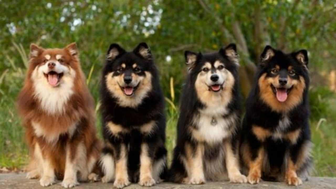 Rüyada Köpek Görmek