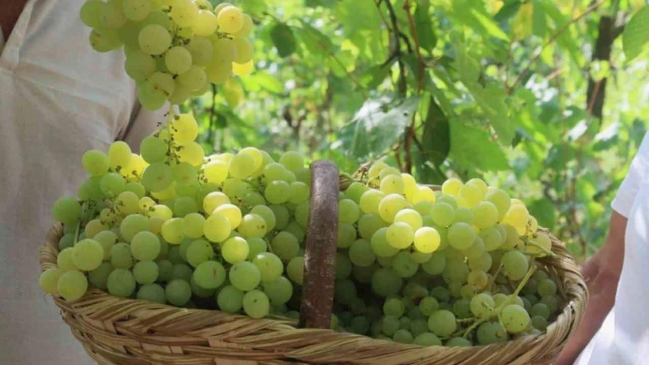 Hasat Alarm Verdi: Erken Yapraklanma ve Ekonomik Endişeler