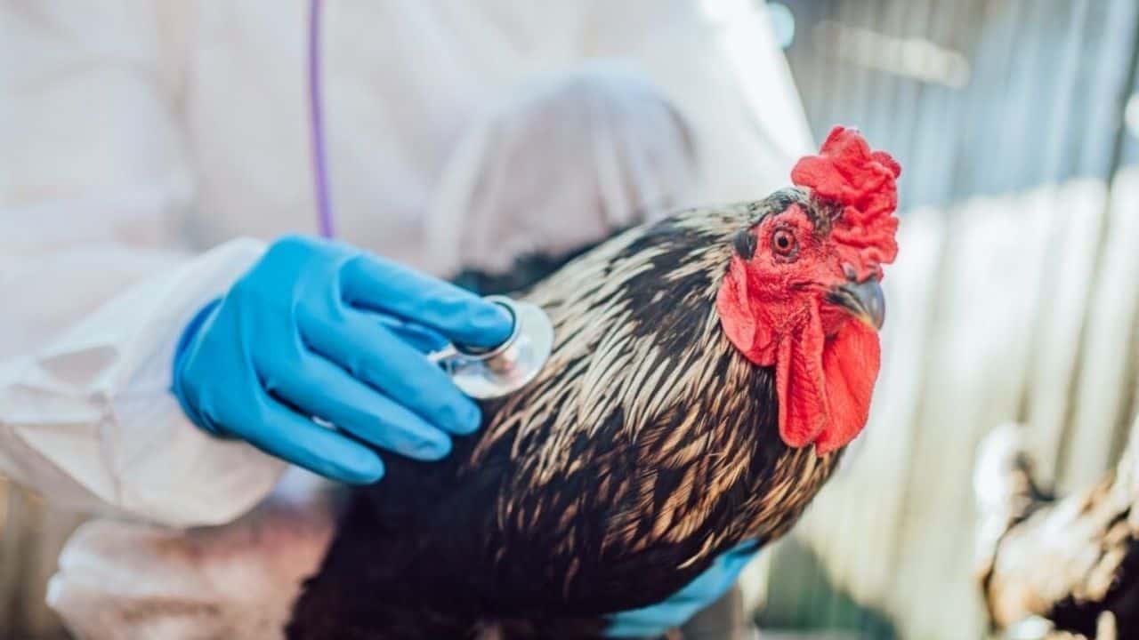 Kandıra’da Kuş Gribi Tespit Edildi! O Bölge Karantinaya Alındı