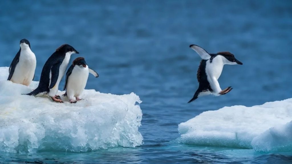  penguenlerin İlişki dinamikleri sadakat ve boşanma oranlarının Şaşırtıcı gerçekleri