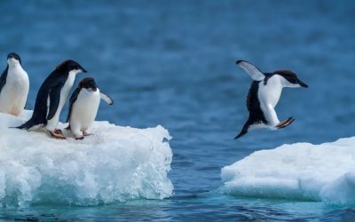 Penguenlerin İlişki Dinamikleri: Sadakat ve Boşanma Oranlarının Şaşırtıcı Gerçekleri