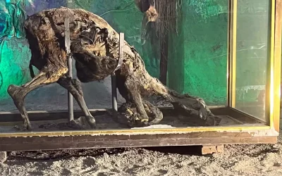 Çankırı Tuz Mağarası’nda Çürümeyen Eşek Sürprizi