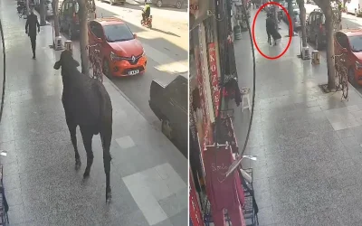 Kaçak angus, yolda yürüyen kişiyi yaraladı