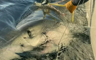 Florida’da Rekor Boyutlarda Bir Köpekbalığı Yakalandı
