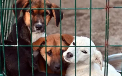 Osmaniye Valiliği’nden acı haber: 21 köpek bakımevinde ölü bulundu