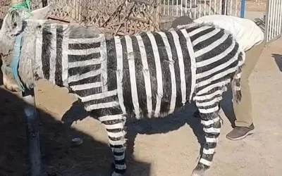 Ziyaretçi Çekmek İçin Eşekler Zebra Desenleriyle Boyandı