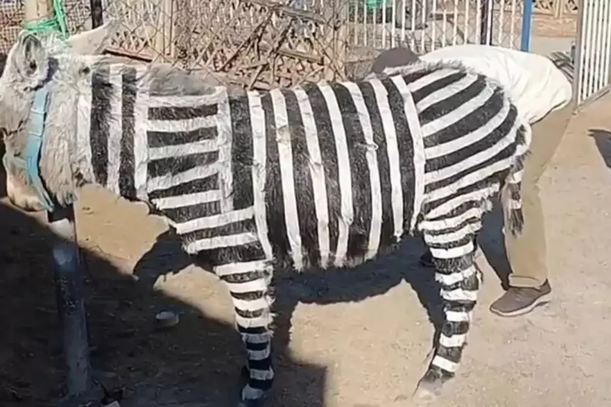 ziyaretci-cekmek-icin-esekleri-zebra-gibi-18382455_9718_amp.jpg