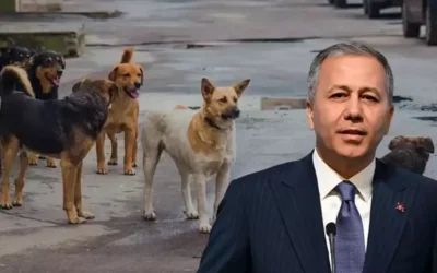 Bakan Yerlikaya: Sokak köpekleri için belediyeler sıkı denetim altında olacak