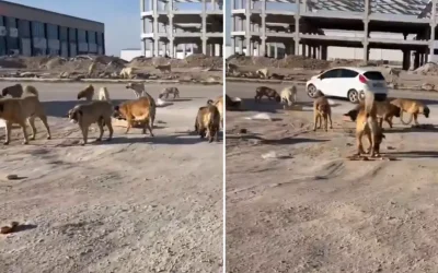 Köpeklerin saldırganlığı devam ediyor, mahallede değişen bir şey yok