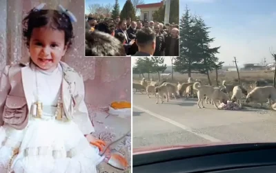 Karatay’da mahalle sakinleri köpekler için isyan ediyor: Önlem alınmazsa biz öldüreceğiz