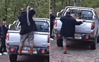 Kamyonet kasasındaki köpeği döven adamın şiddeti
