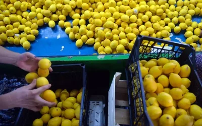 Ticaret Bakanlığı limon ihracatına geçici olarak yasak getirdi