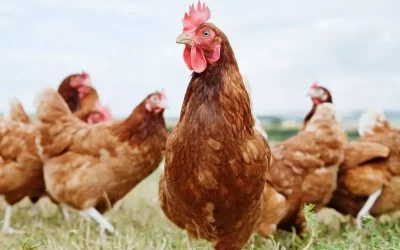 Tavuk devine kesilen ceza miktarı tartışma yarattı