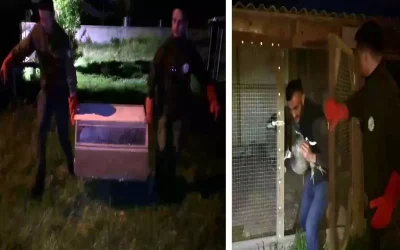 Ev Hayvanat Bahçesine Dönüştü: İlginç Misafirler Şaşkına Çevirdi