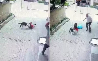 Pitbull, oyun oynayan çocuğa saldırdı