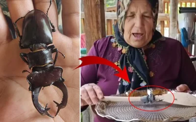 Böceği öldürmenin bedeli 560 bin TL!