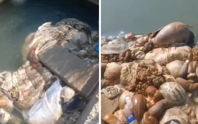 Adana’da kurban sakatatları kanala atıldı, tepki çekti.