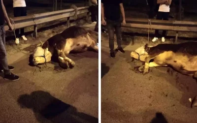 İstanbul’da kurbana çıkan dana ayağını kırdı