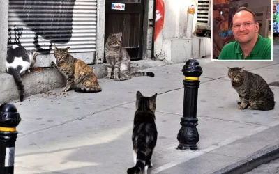 Kedi tüyüne alerjisi olan adam yaşamını yitirdi