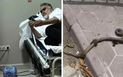 Mevsimlik işçi yılan saldırısına uğradı, acil servise kaldırıldı