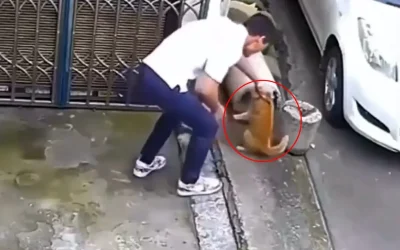 Kedinin Yanına Yaklaştı, Sonrası İnanılmaz!