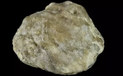 Avustralya’da Eski Fosil İncisi Keşfedildi