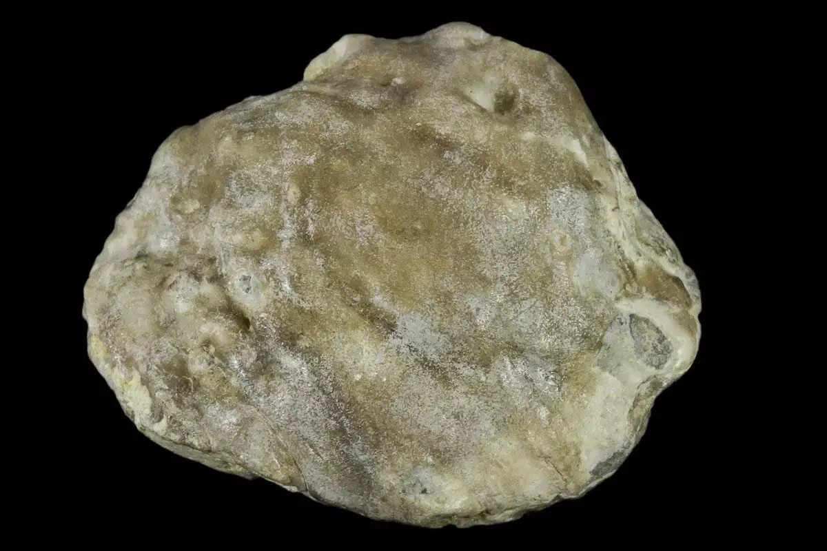 avustralya-da-100-milyon-yillik-fosil-inci-bu-18964582_amp.jpg