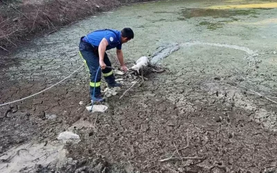 Denizli’de Kuzu Zorlu Operasyonla Kurtarıldı