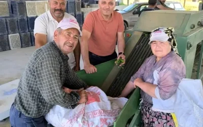 Afyon’da Kornişon Salatalık Toplama Zamanı Geldi