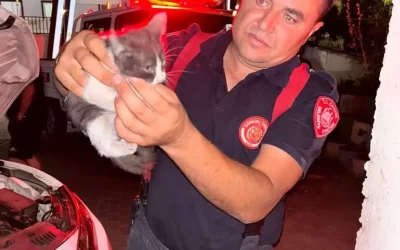 Çankırı’da Kediyi Otomobilin Motorundan Kurtardılar