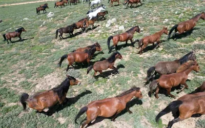 Yılkı Atlarının Dronla Çekilen Büyüleyici Görüntüleri