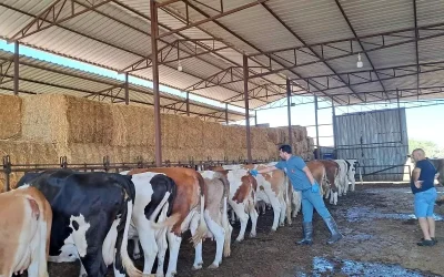 Aydın’da Şap Hastalığı Nedeniyle 14 Mahalle Karantinaya Alındı