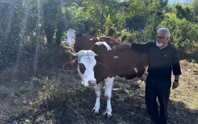 Cide’de 12 Aileye Süt Sığırcılığı Yardımı