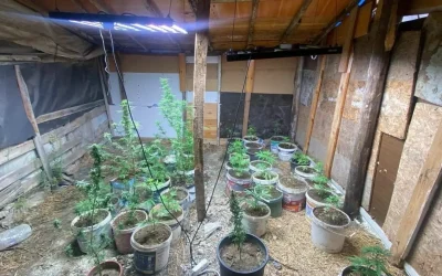 Kuşadası’nda Hint Keneviri Yetiştiren İki Kişi Tutuklandı