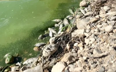 Siirt’te Botan Çayı’nda Balık Ölümleri Araştırılıyor