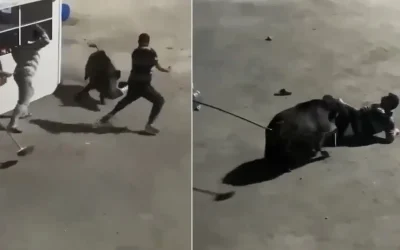 İstanbul’da İşçilere Domuz Saldırısı: Şehir Merkezinde Olağanüstü Olay!