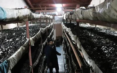 Başarılı Kadın Girişimcinin Mantar Üretim Serüveni