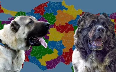 Karslılar ve Sivaslılar: Kangal mı, Kafkas Çoban Köpeği mi?