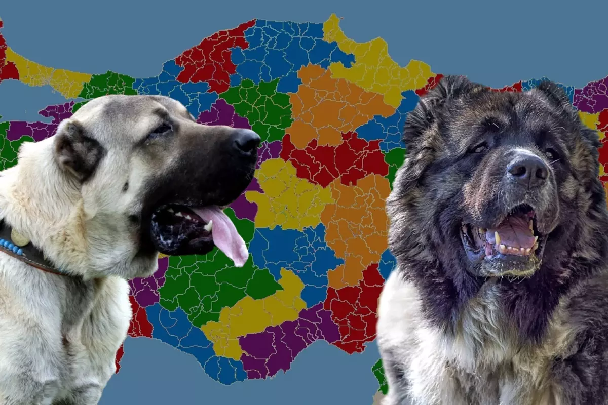 karslilar-ile-sivaslilar-karsi-karsiya-kangal-mi-19150094_2099_amp.jpg