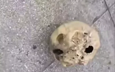 İzmir’de Balıkçının Oltasında İnsan Kafatası Bulundu