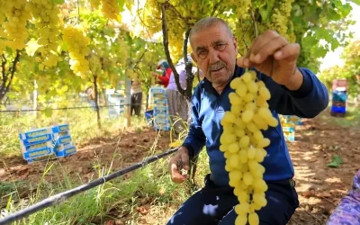 Sarıgöl’de Yaş Üzüm Fiyatları Düşüşte, Üreticiler Zorlanıyor