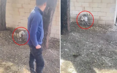 Vanlılar bakanlıkları etiketleyerek kurda zulmüne tepki gösteriyor