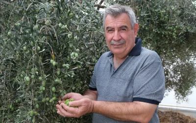 Alanya’da Zeytin Hasadı Başladı, Verim Yüzde 40 Düştü